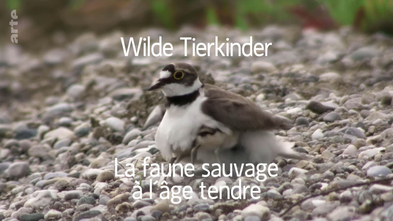 Wilde Tierkinder (2020) постер